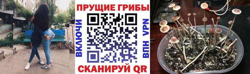blacksprut маркетплейс  Щёкино  Галлюциногенные грибы мицелий 